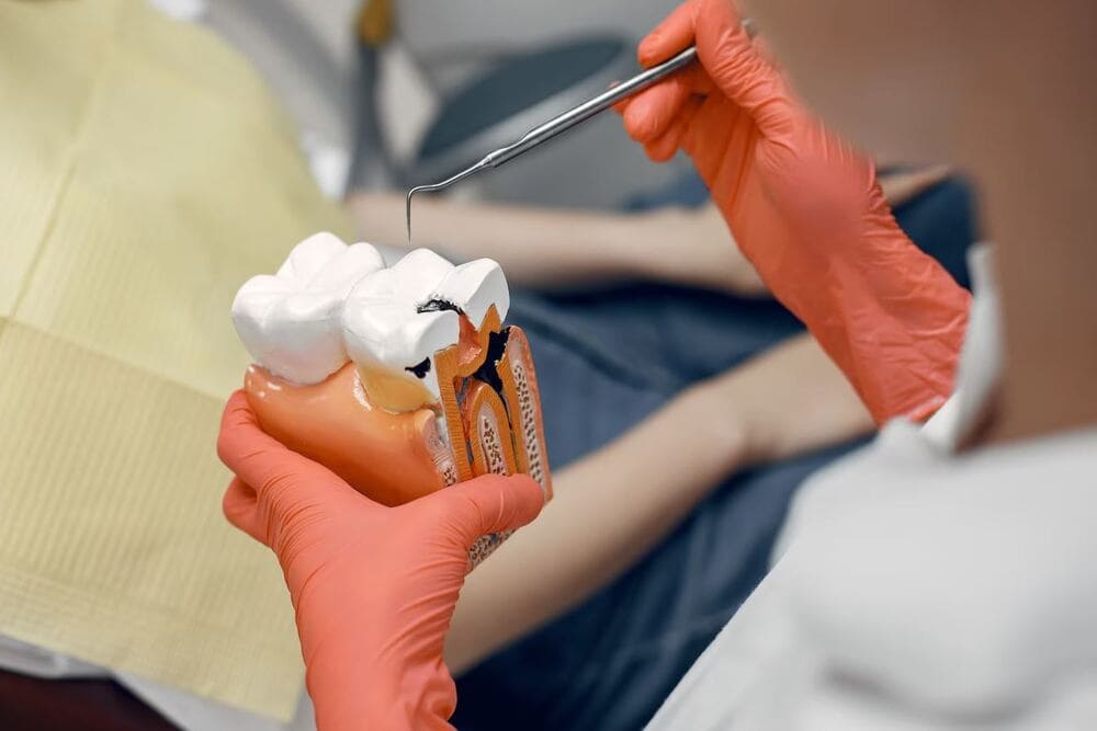 dentista mostrando modelo dental a paciente dentista mostrando modelo dental a paciente