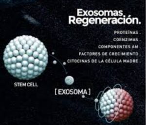 grafico informativo sobre exosomas regeneracion celular con descripcion de proteinas y factores